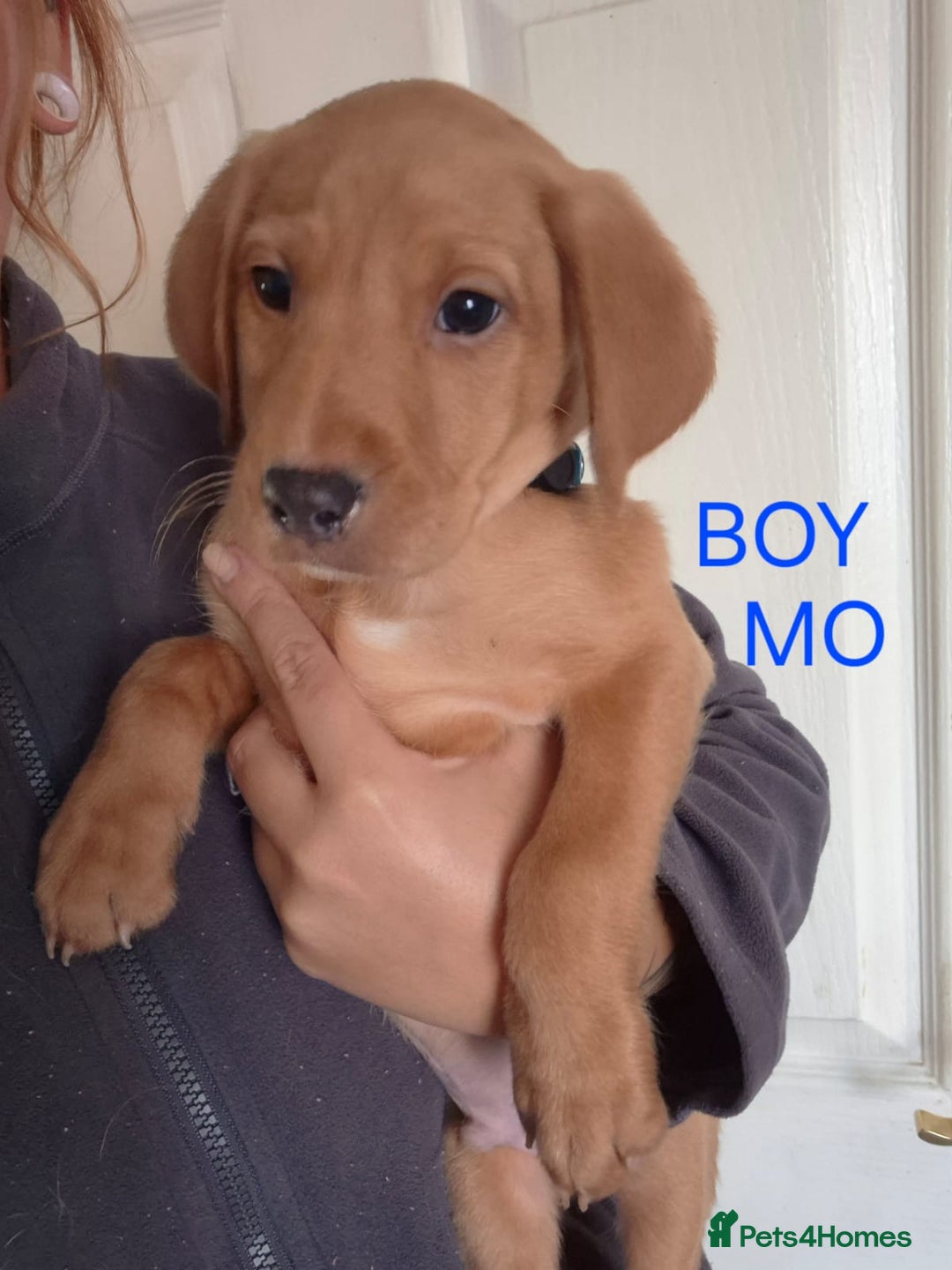 Labrador Retriever dogs for sale: Fox red lab pups - Image 1