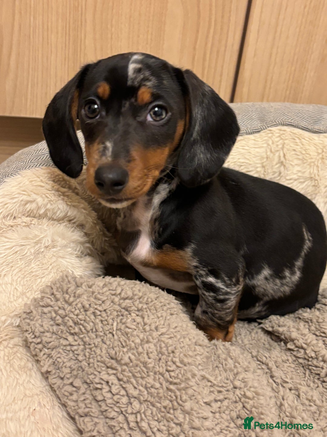 Miniature Dachshund dogs for sale: Female Miniature dachshund - Advert 1