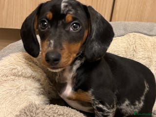 Miniature Dachshund dogs Female Miniature dachshund - Advert 8