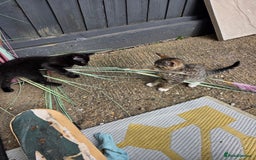 Mixed Breed cats for sale: 3 beautiful kittens  - Image 2
