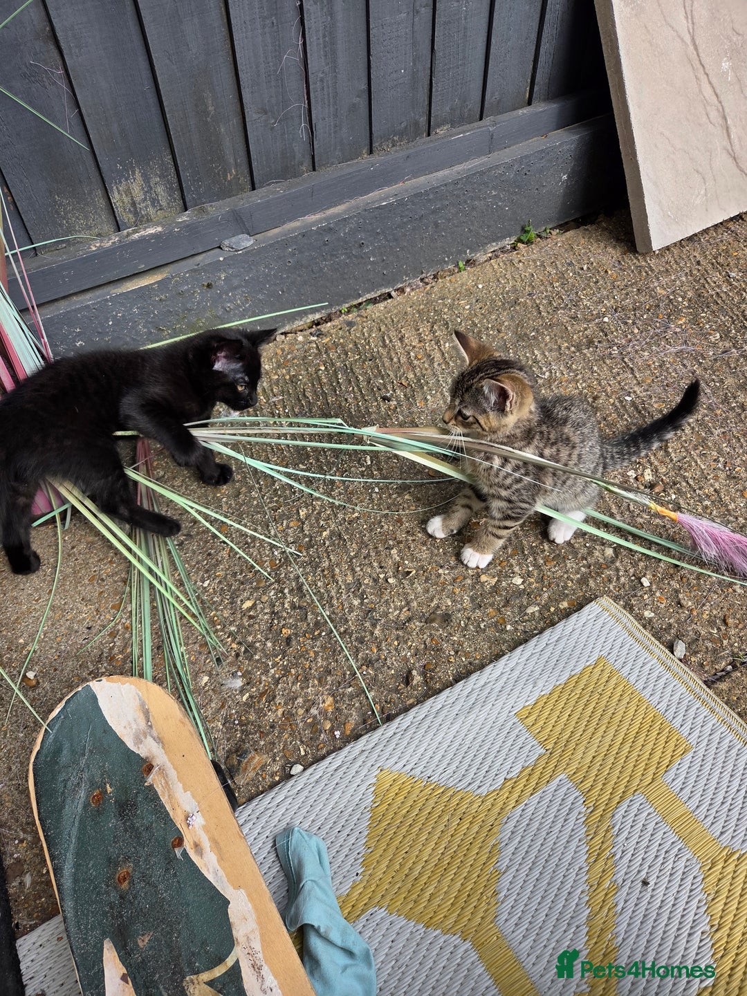 Mixed Breed cats for sale: 3 beautiful kittens  - Image 2