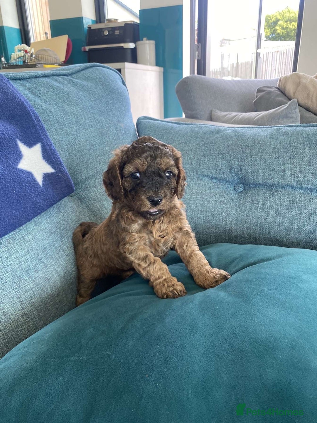 Cockapoo dogs for sale: Beautiful F3 cockapoo puppies 🩷🩷🩷💙 - Image 3