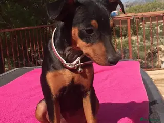 Mixed Breed dogs Beautiful 2 year old Miniture pinscher - Advert 10