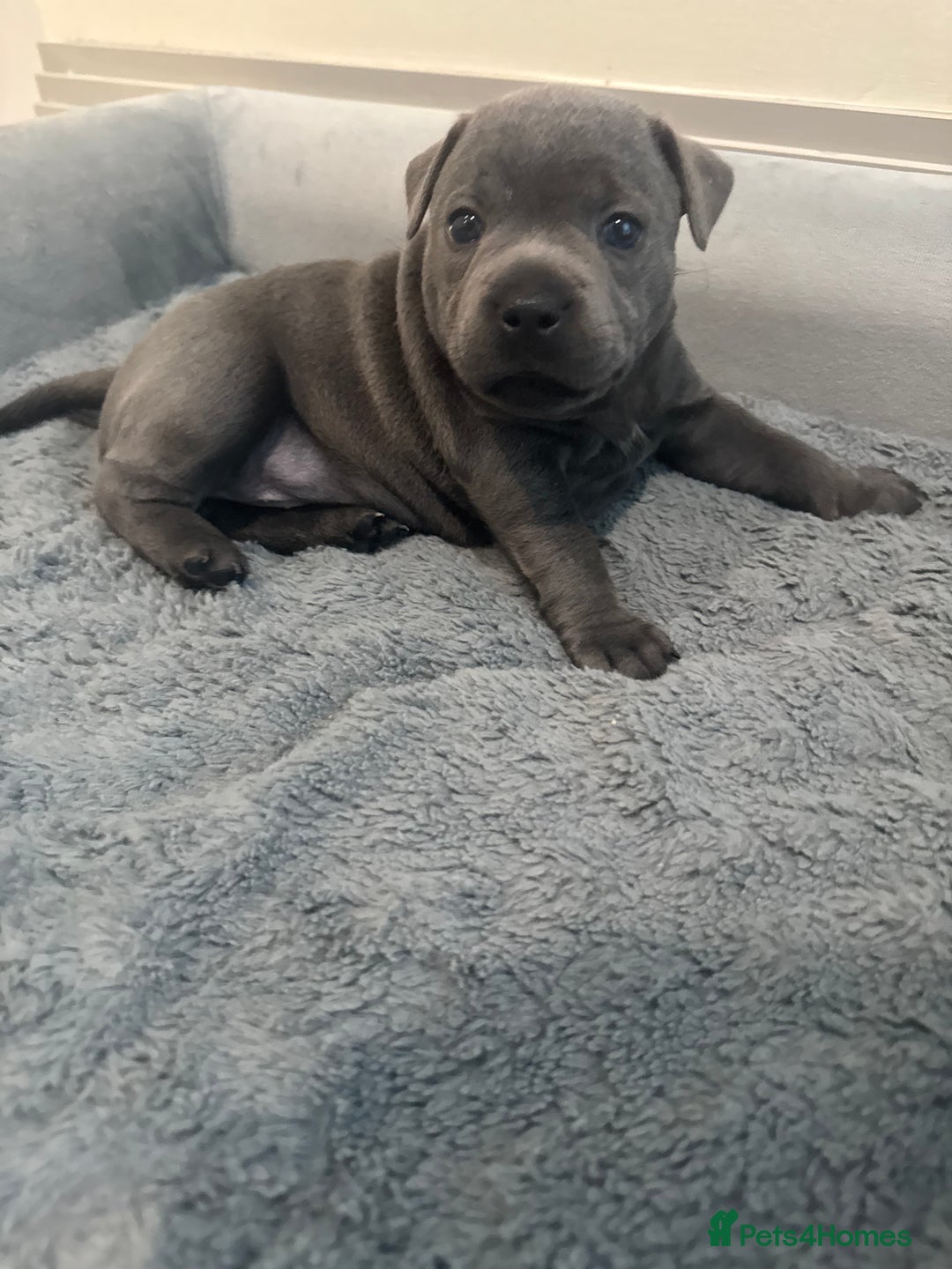 Staffordshire Bull Terrier dogs for sale: Champion sired blue Staffy pups - Image 3