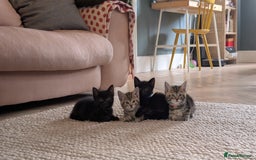 Mixed Breed cats for sale: !!! £30 !!!   3 black kittens (2 tabby are sold) in Stockport - Image 1