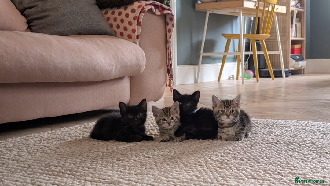Mixed Breed cats for sale: !!! £30 !!!   3 black kittens (2 tabby are sold) in Stockport - Image 1