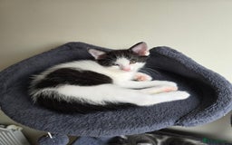 British Shorthair cats for sale: 6 beautiful kittens need a new home - Image 4
