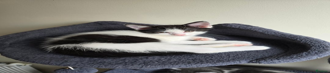 British Shorthair Kitten 5