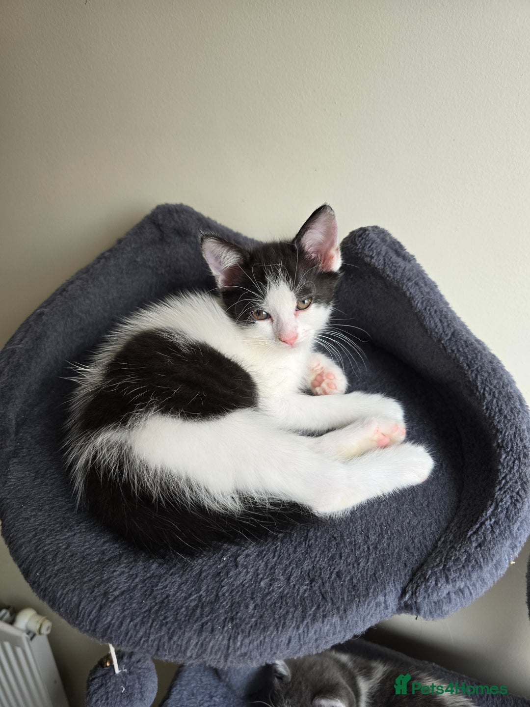 British Shorthair cats for sale: 6 beautiful kittens need a new home - Image 4