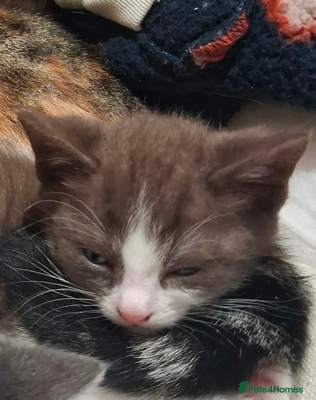 British Shorthair cats for sale: Exceptional kittens, unusual markings - Advert 13