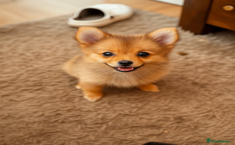 Pomeranian dogs - Advert 5