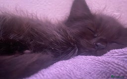 American Wirehair cats for sale: 4 kitten for sale - Image 7