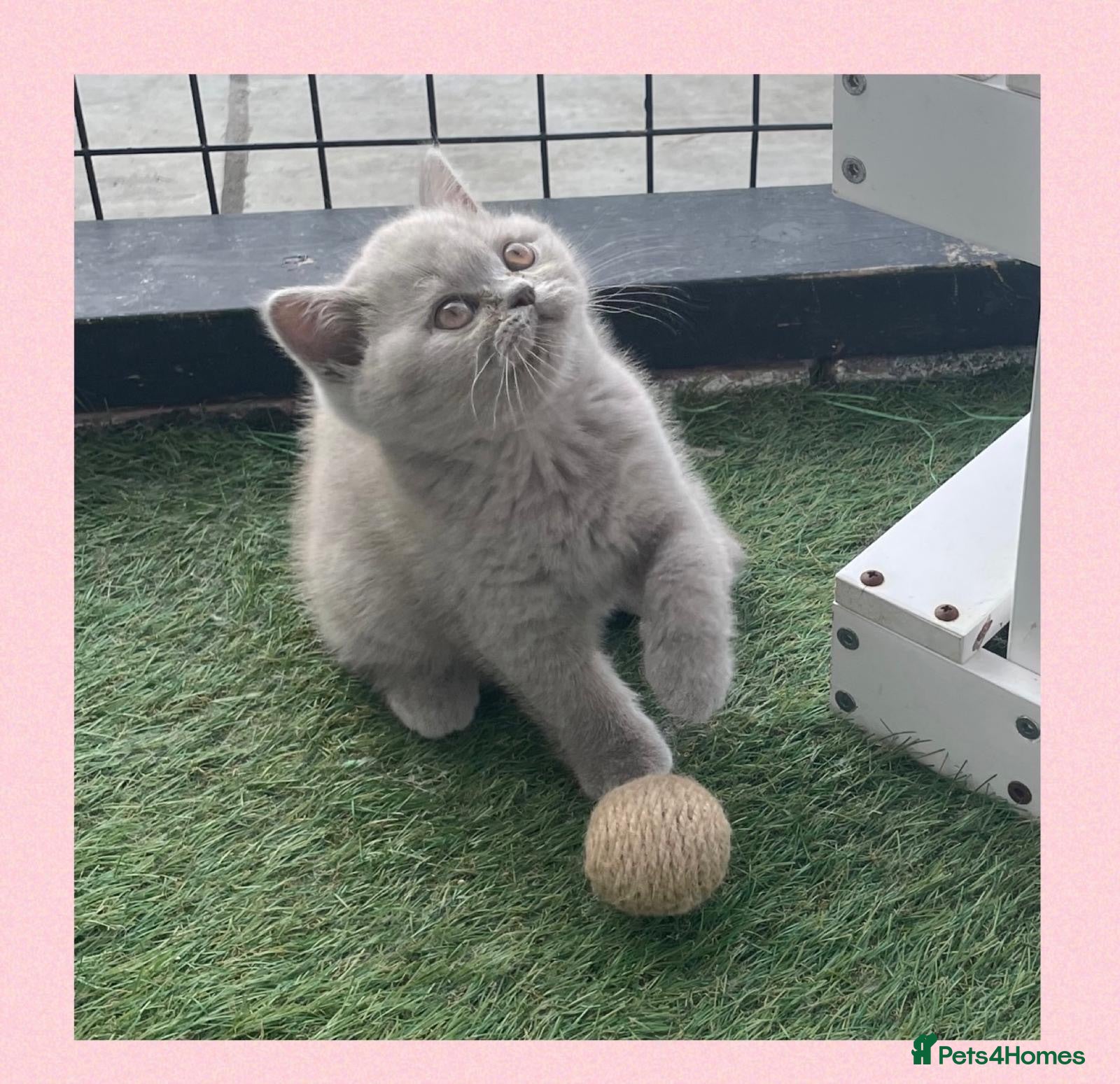 British Shorthair cats GCCF Champion British Shorthair kitten - Advert 2