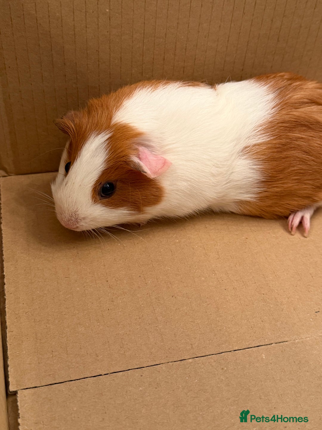 Guinea Pig rodents for sale: Gorgeous guinea pigs for sale - Advert 1