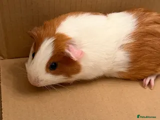 Guinea Pig rodents Gorgeous guinea pigs for sale - Advert 18