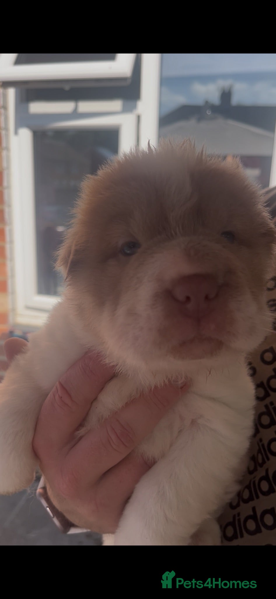 Shar Pei dogs Beautiful flower bears kc  - Advert 2