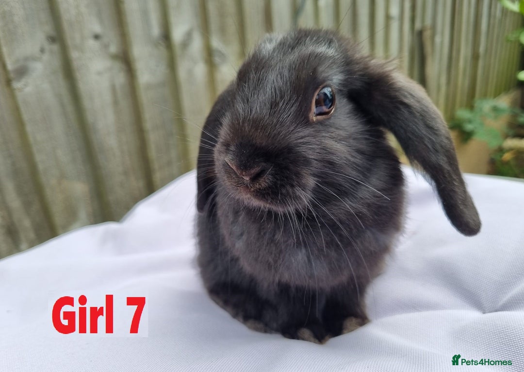 Mini Lop rabbits for sale: Gorgeous Mini Lop X French Bunnies Ready to Go! - Image 23