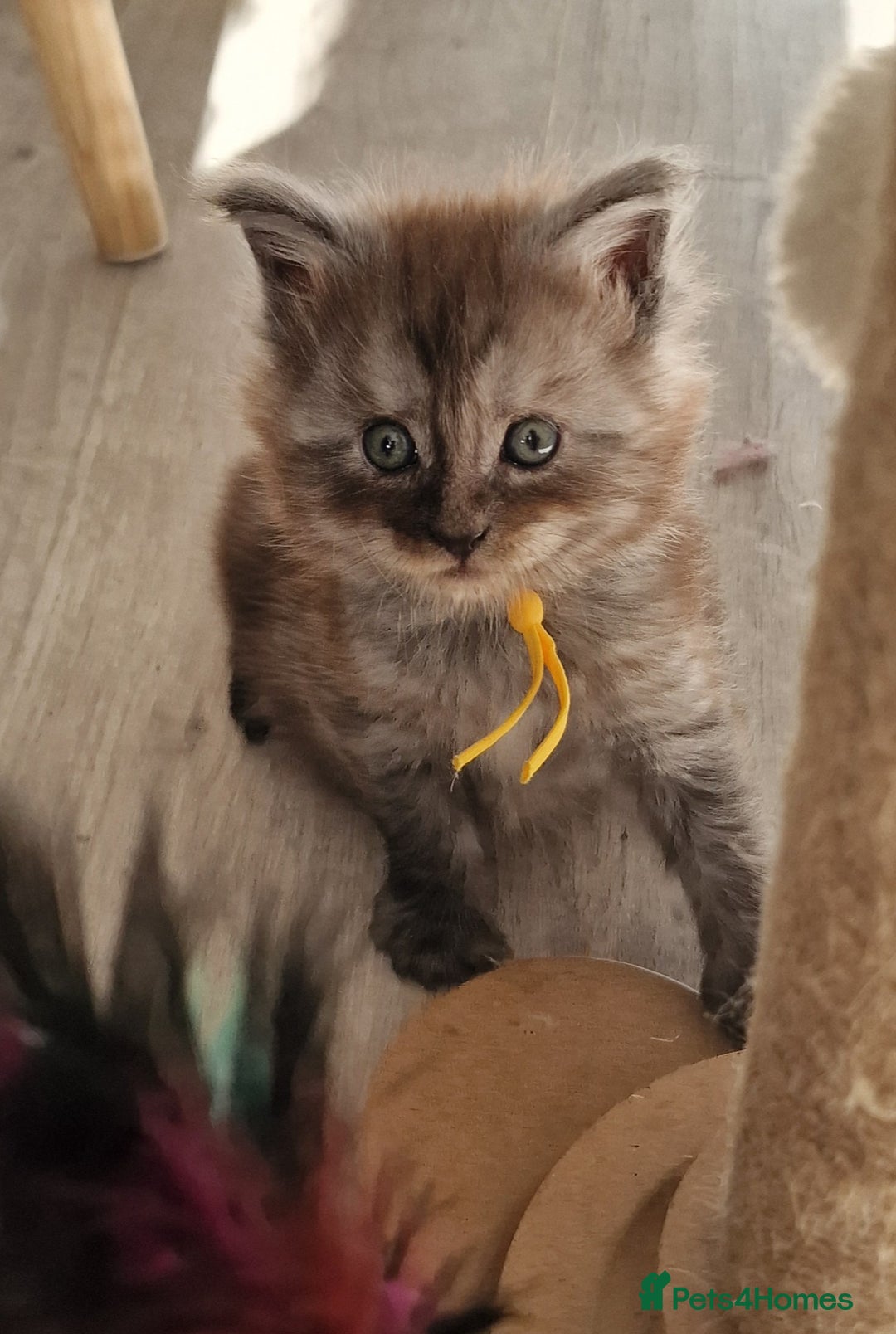 Maine Coon cats for sale: Beautiful Fluffy Maine Coon Kittens - Image 4