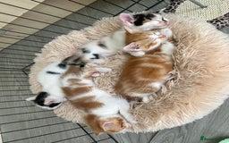 British Shorthair cats for sale: Four beautiful kittens - Image 19
