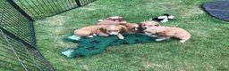 Mixed Breed dogs for sale: DAKOTA RETRIEVER CROSS COCKERLIER PUPPIES - Advert 11