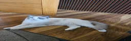 Ragdoll cats for sale: Raggymascot Catery Ragdolls - Advert 13