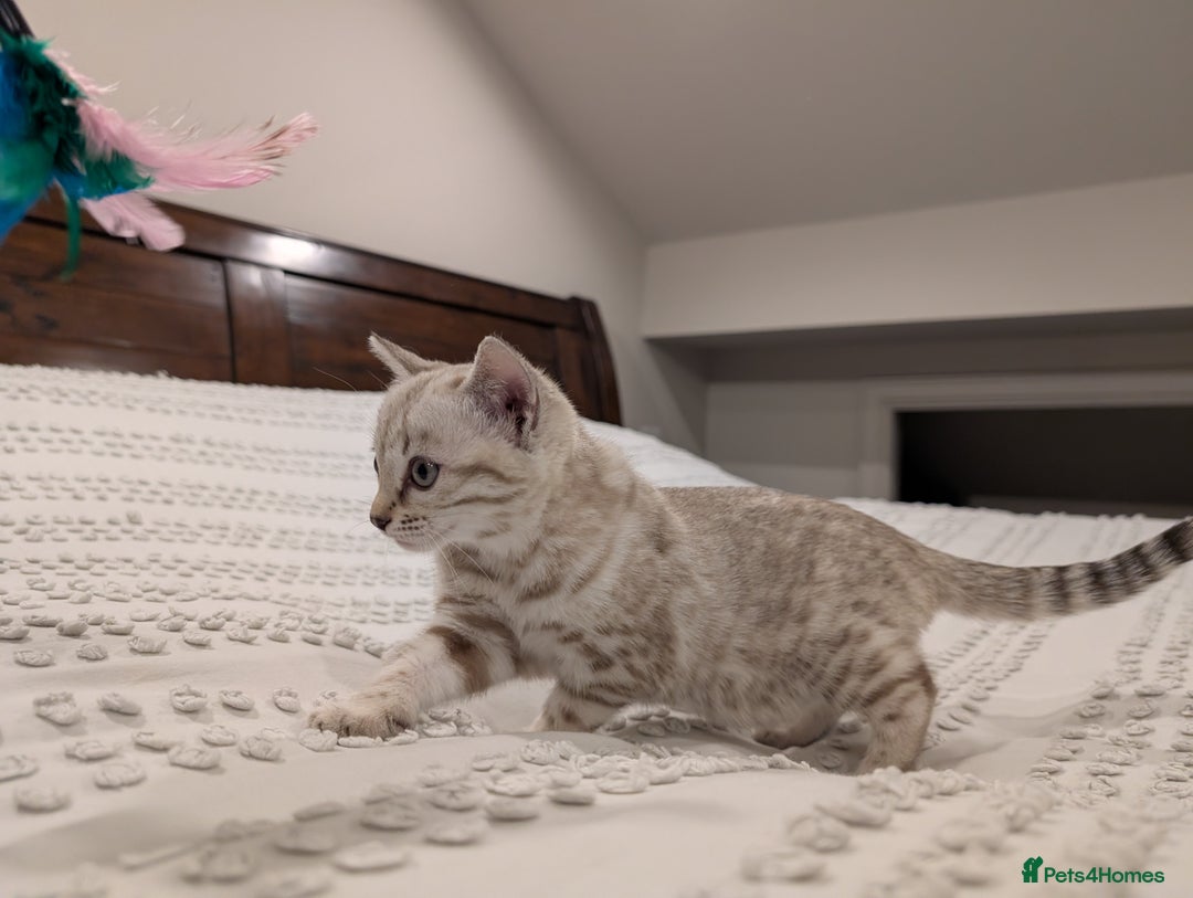 Bengal cats for sale: 🤍🩶 Stunning Snow Bengal Kittens 🩶🤍 - Advert 4