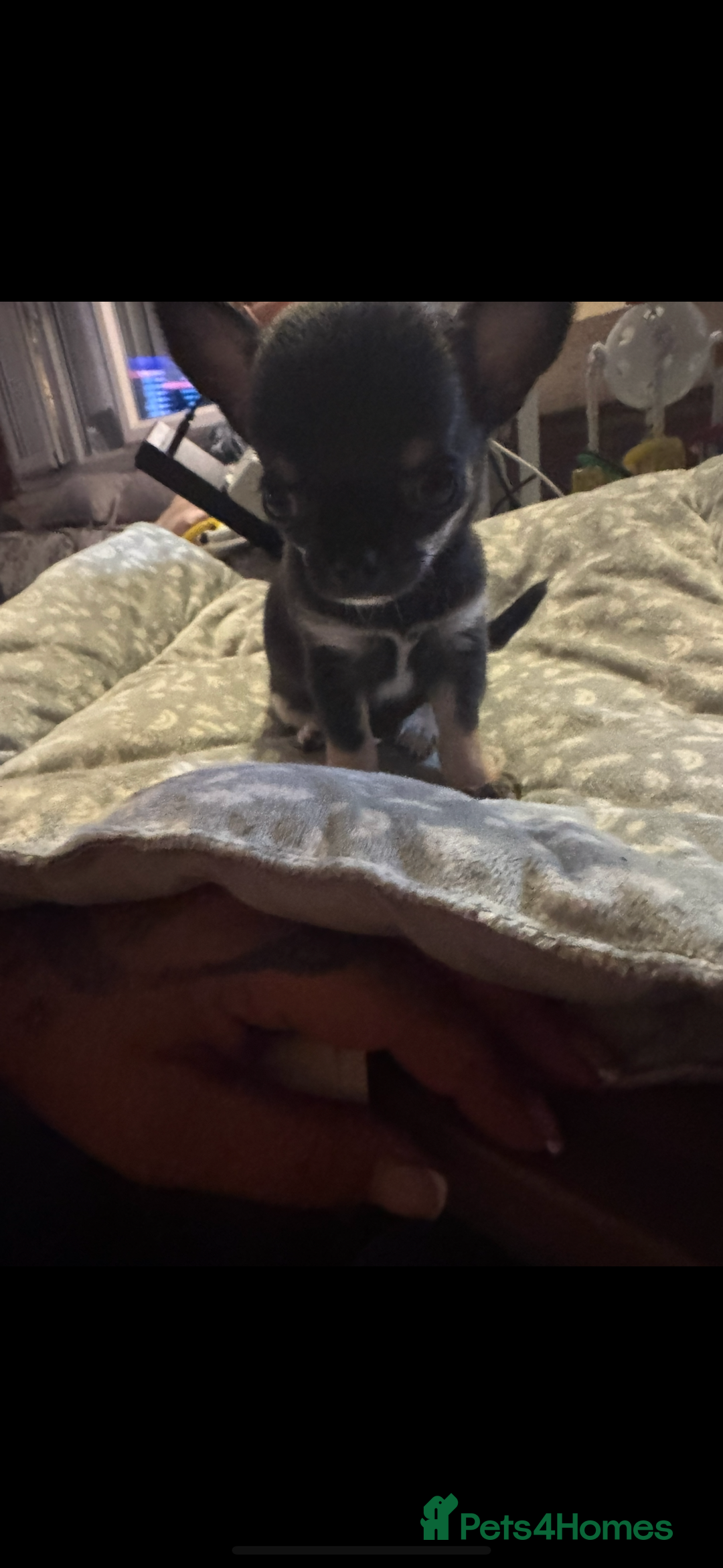 Chihuahua dogs for sale: Extra small tiny ** baby ❤️❤️ - Image 2