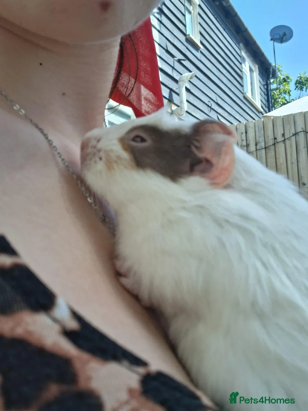 Guinea Pig rodents for sale: 2 female guinea pigs  in Milton Keynes - Advert 4