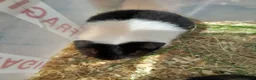 Guinea Pig rodents for sale: Pretty baby Teddy boys for sale  - Advert 2