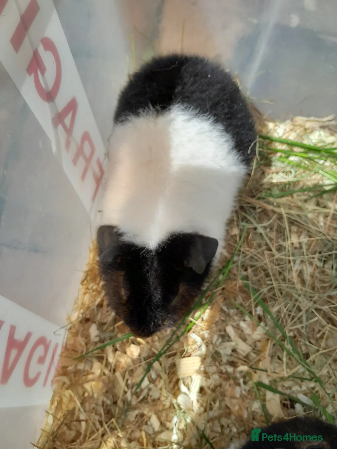Guinea Pig rodents for sale: Pretty baby Teddy boys for sale  - Advert 2