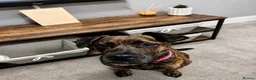 Cane Corso dogs for sale: cane Corsa cross staffy - Advert 5