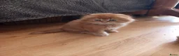 Scottish Fold cats for sale: 3 ginger girls and one boy available    - Advert 6