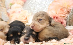 Miniature Dachshund dogs for sale: KC Longhair Miniature Dachshund Puppies - Image 23