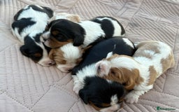 Cavalier King Charles Spaniel dogs for sale: Cavalier King Charles Spaniel Puppies - Image 4