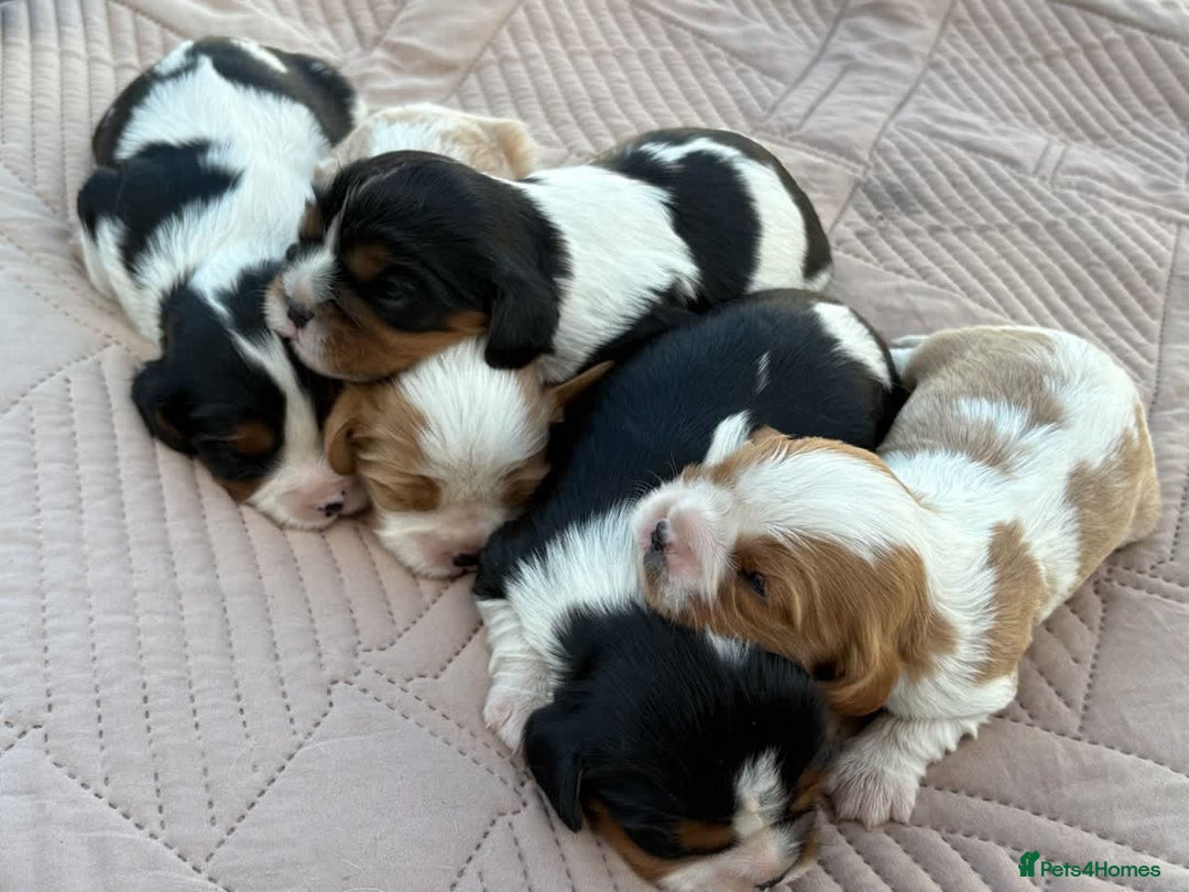 Cavalier King Charles Spaniel dogs for sale: Cavalier King Charles Spaniel Puppies - Image 4