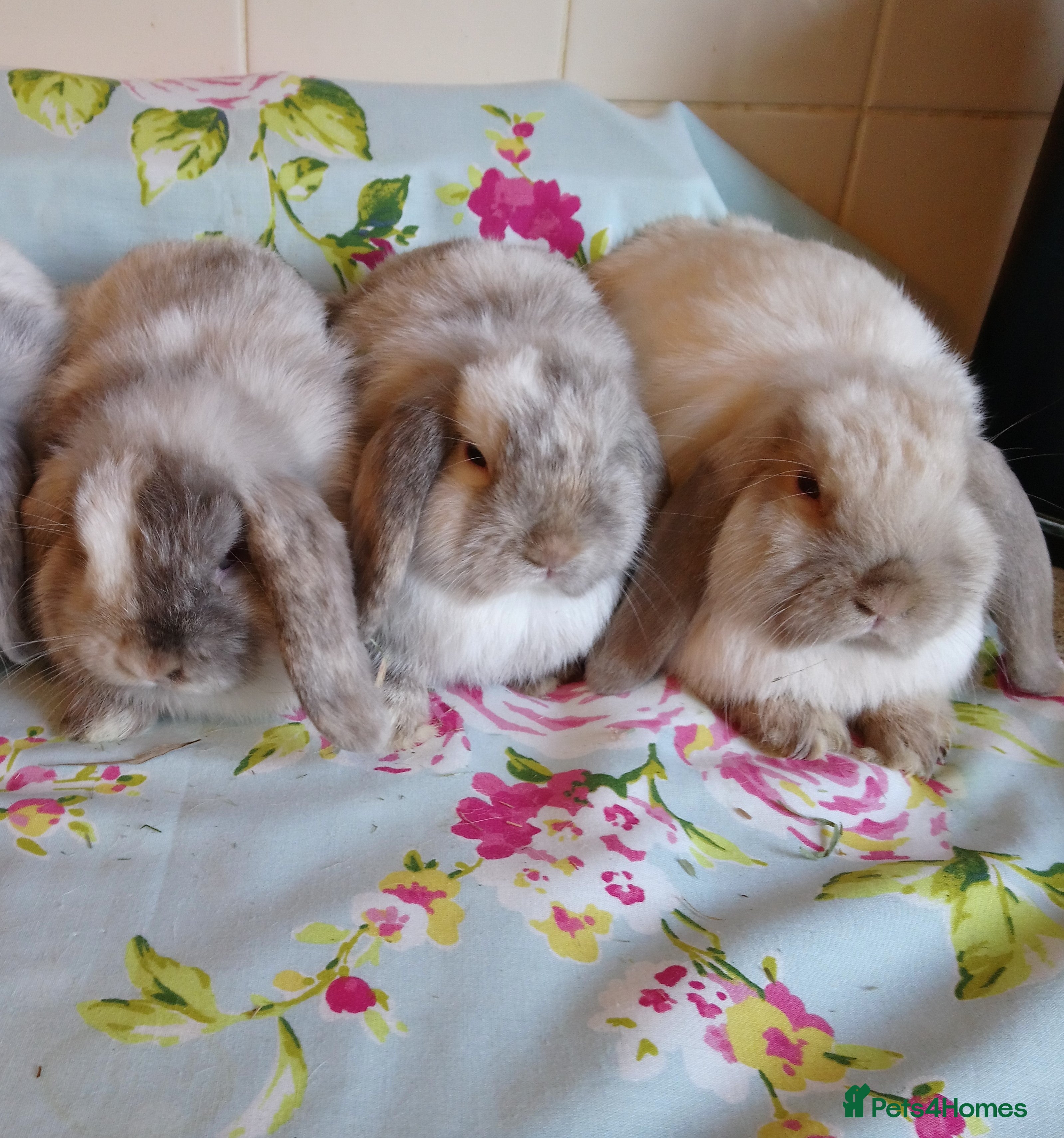 Mini Lop rabbits Pedigree Mini Lops - Advert 5