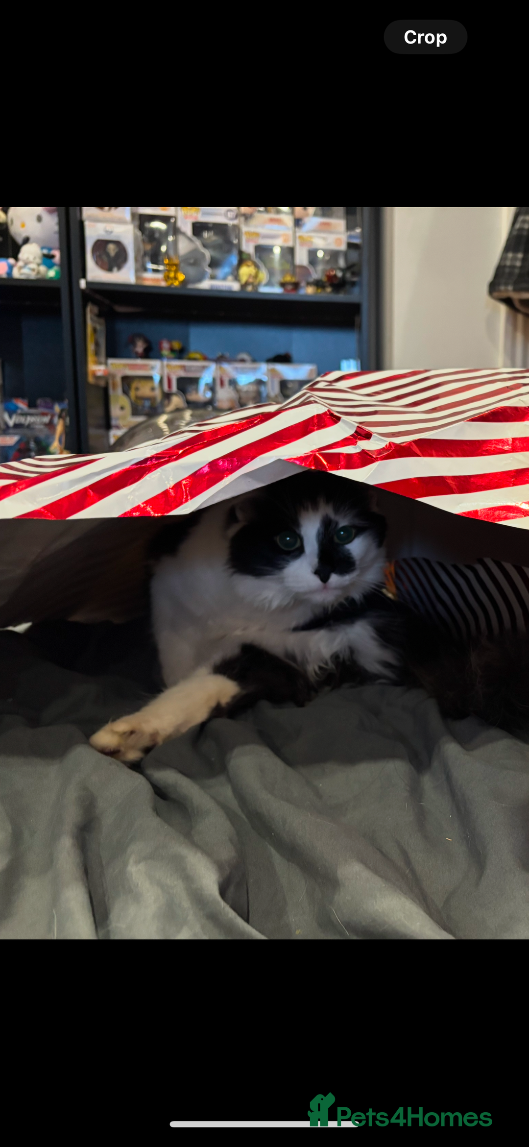 Mixed Breed cats for sale: Momo mane coon mix  - Advert 11