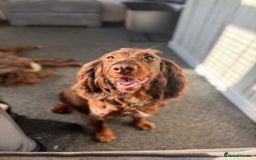Cocker Spaniel dogs for sale: Cocker spaniel puppy’s  - Image 11