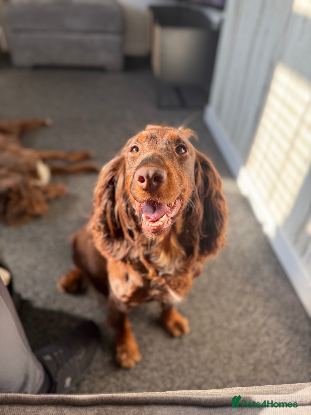 Cocker Spaniel dogs for sale: Cocker spaniel puppy’s  - Image 11