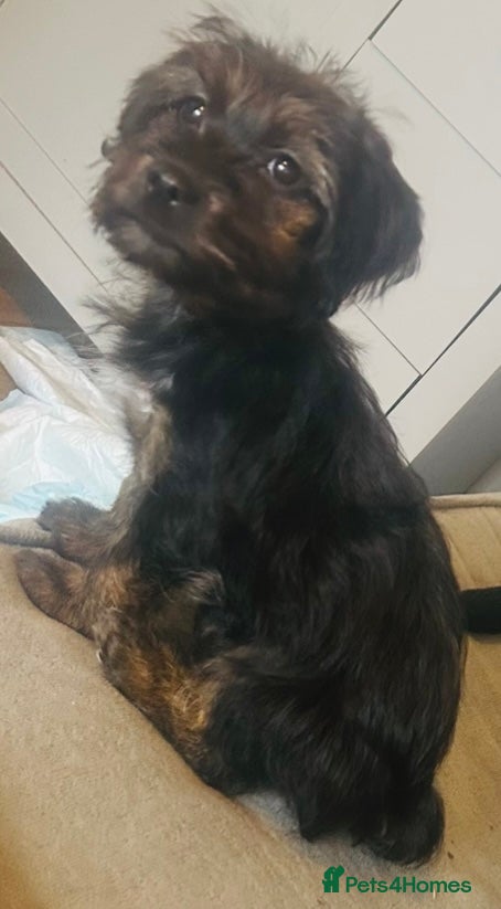 Mixed Breed dogs Male Yorkshire terrier x dachshund puppy  - Advert 7