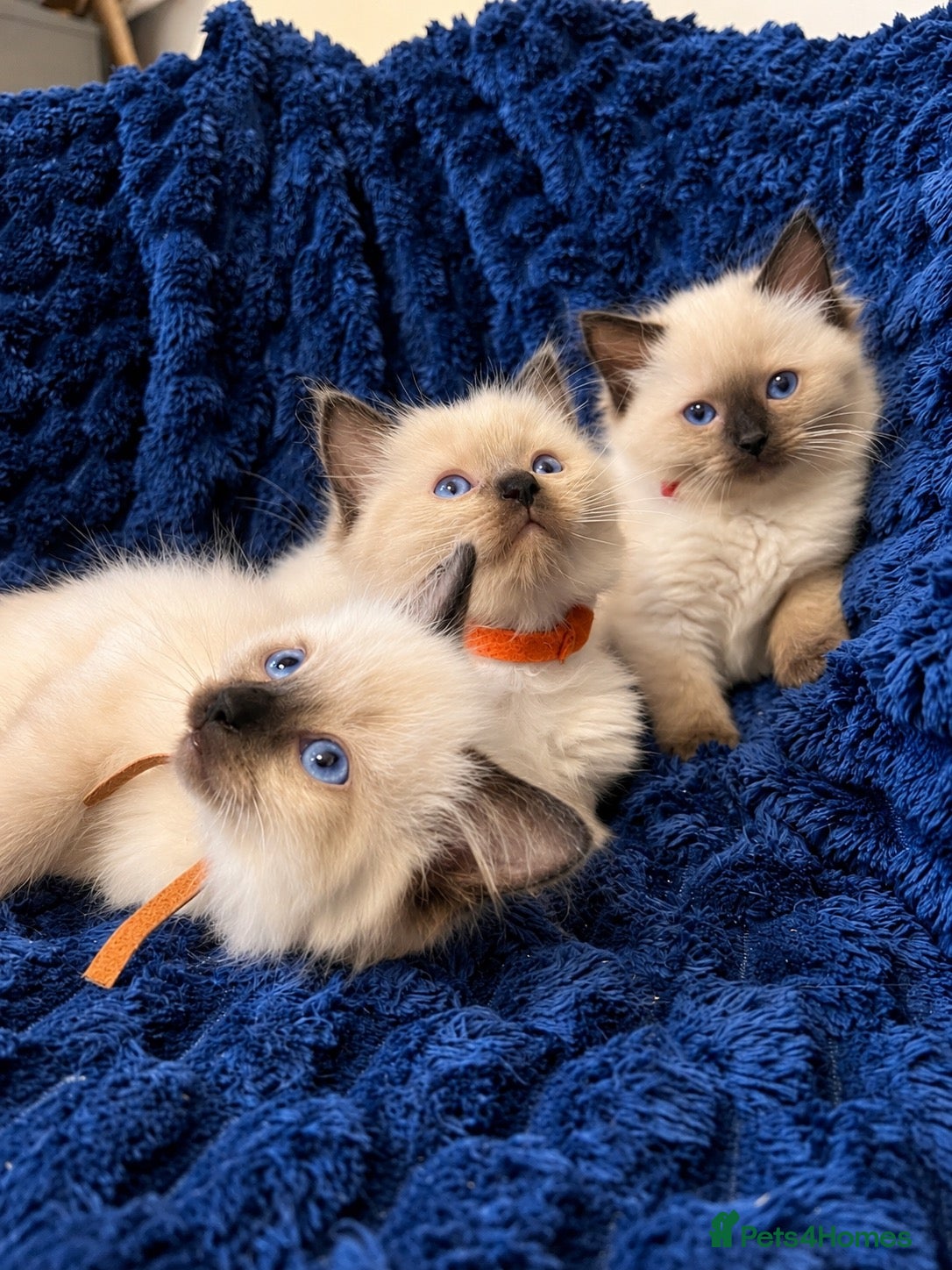 Ragdoll cats 3 beautiful Ragdoll boys looking for loving home💙 - Advert 2
