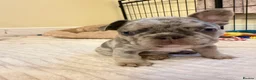 French Bulldog dogs for sale: French Bulldog Puppies – 3 Girls & 1 Boy 🐾💕 - Advert 7