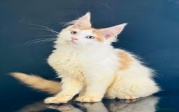 Maine Coon cats for sale: Maine Coon Kittens  - Image 10