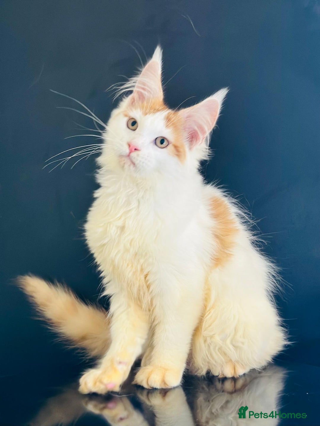 Maine Coon cats for sale: Maine Coon Kittens  - Image 10