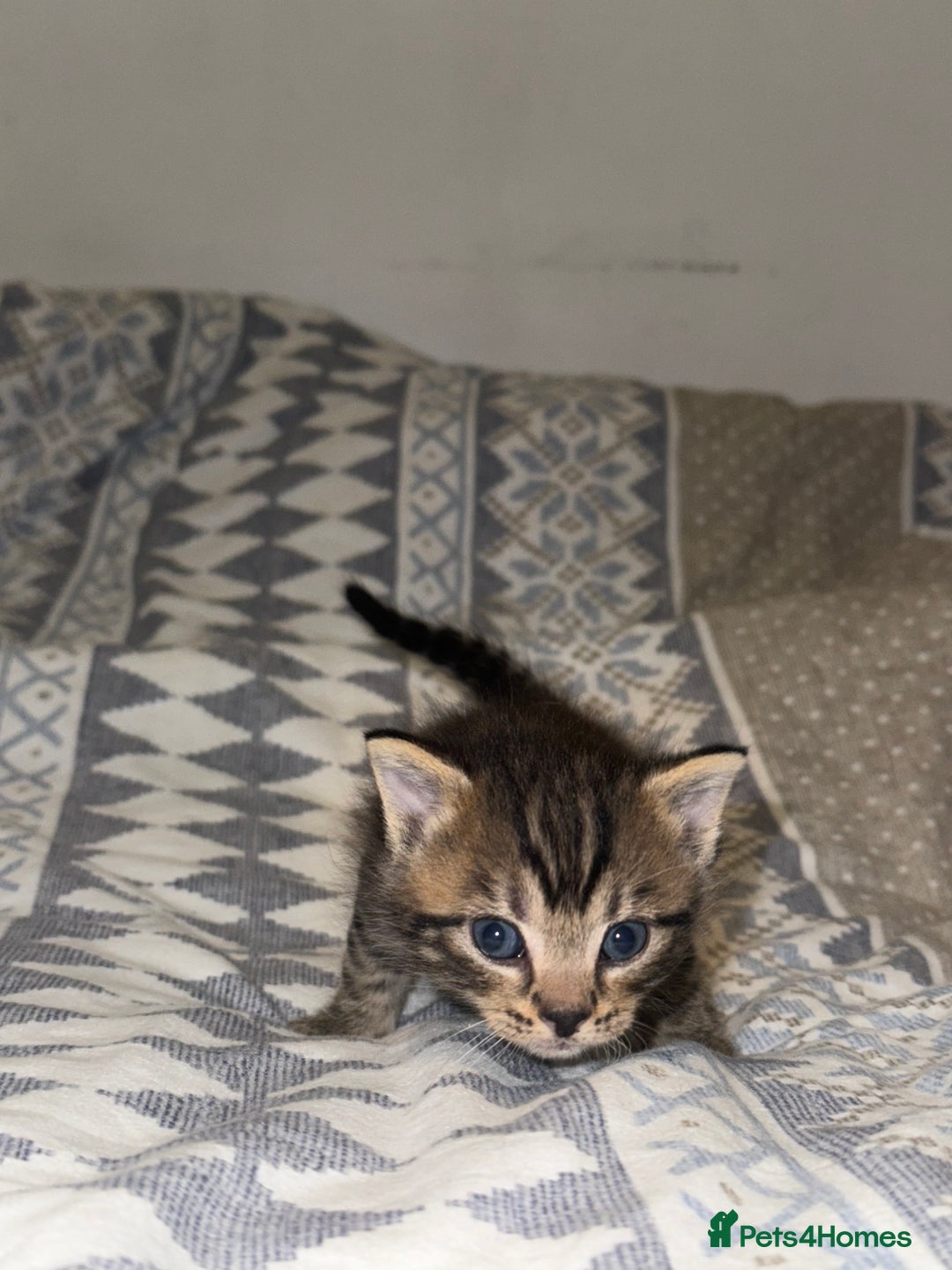 Domestic Shorthair cats for sale: Our babies looking for their forever lovely home - Image 15