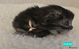 Maine Coon cats for sale: Maine Coon Kittens Smokes Large Russian Lines - Image 15