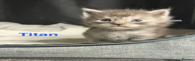 TITAN