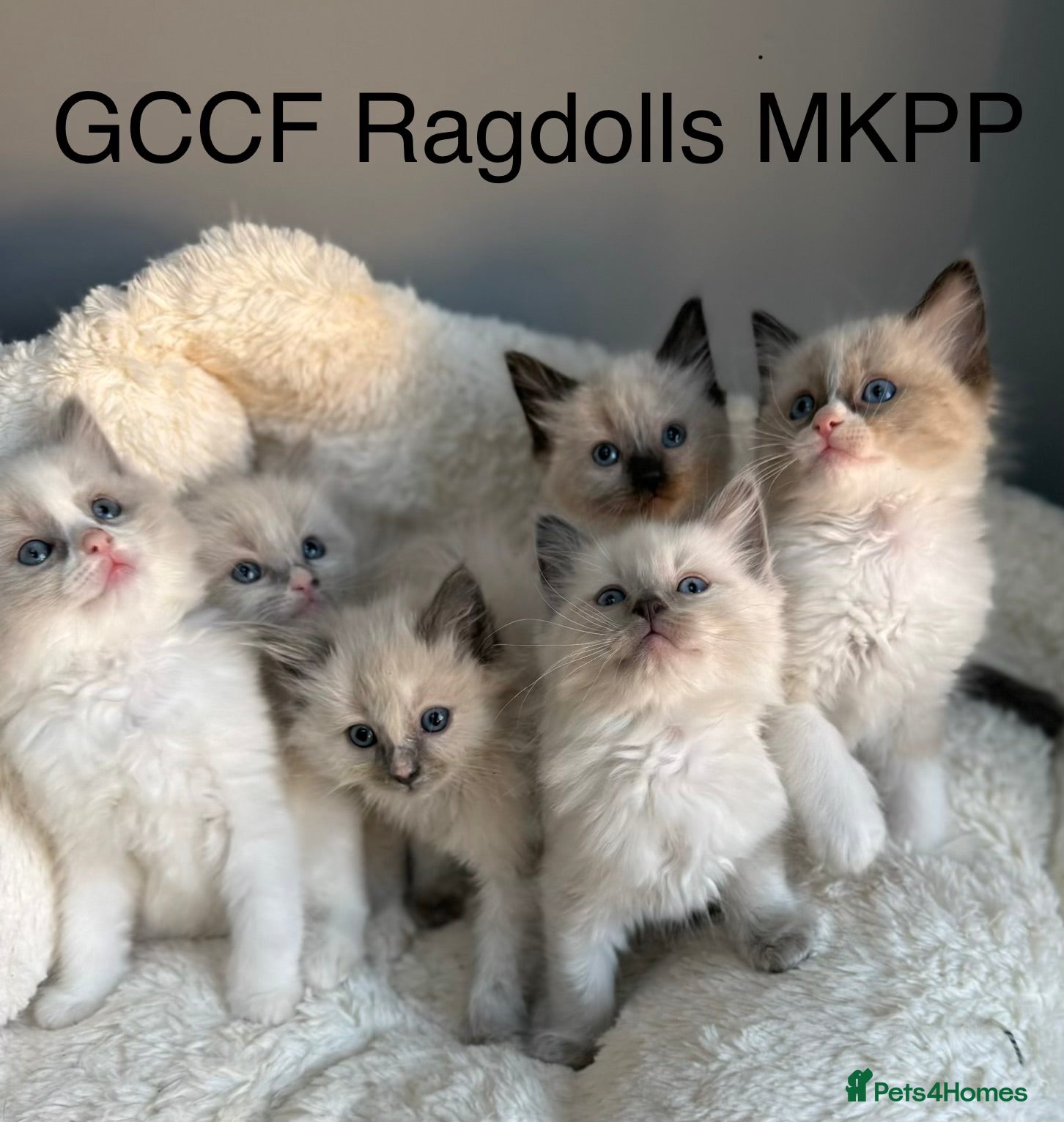 Ragdoll cats 🎖️GCCF🏆RAGDOLLS 7WKS **EXTENSIVE GENETIC TEST** - Advert 1
