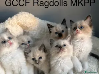 Ragdoll cats 🎖️GCCF🏆RAGDOLLS 7WKS **EXTENSIVE GENETIC TEST** - Advert 1