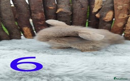 Mini Lop rabbits for sale: Mini lop and mini lop lion head   - Image 11